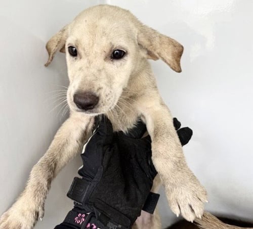 A657970 - Labrador Retriever available for adoption