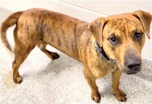 ARCH - Rhodesian Ridgeback available for adoption