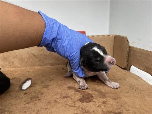 A654946 - Pit Bull Terrier / Border Collie available for adoption