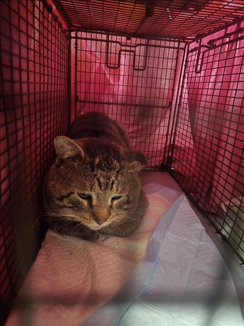 A650531 - Domestic Short Hair available for adoption