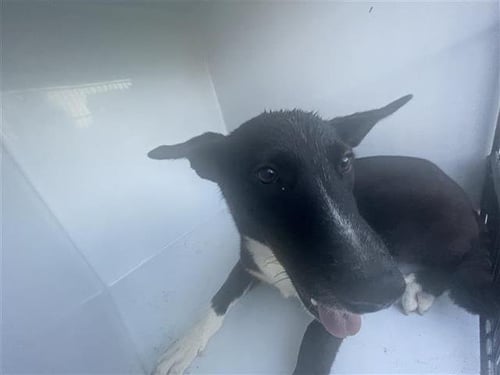 A660640 - Husky available for adoption