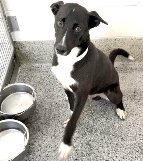 A660640 - Husky available for adoption