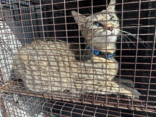 A656596 - Domestic Short Hair available for adoption