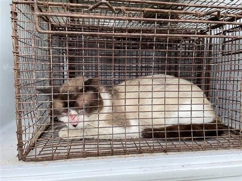 A657183 - Domestic Short Hair available for adoption