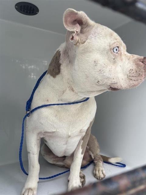A657777 - Staffordshire Bull Terrier available for adoption