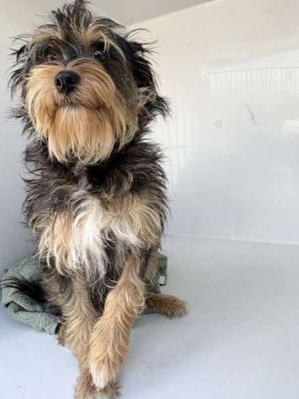 A658148 - Yorkshire Terrier Yorkie available for adoption