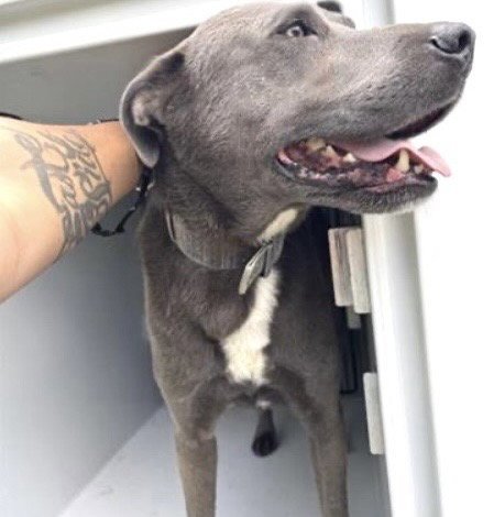 MURPHY - Blue Lacy available for adoption