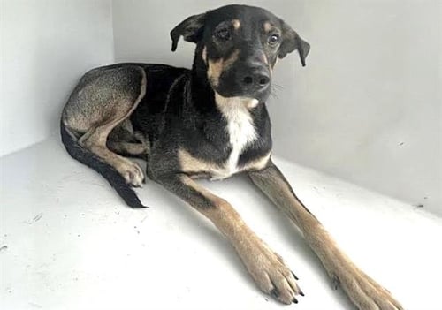 A663013 - German Shepherd Dog available for adoption