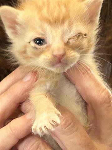 A650462 - Domestic Short Hair available for adoption