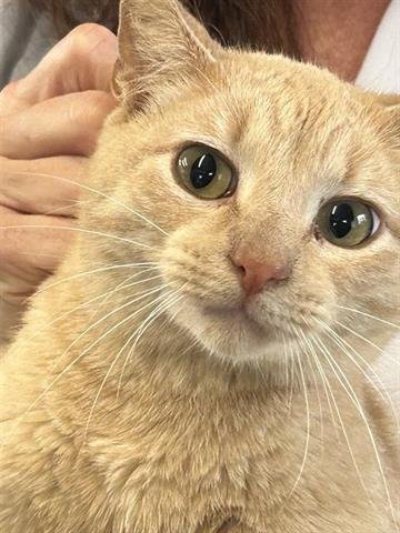 A650474 - Domestic Short Hair available for adoption