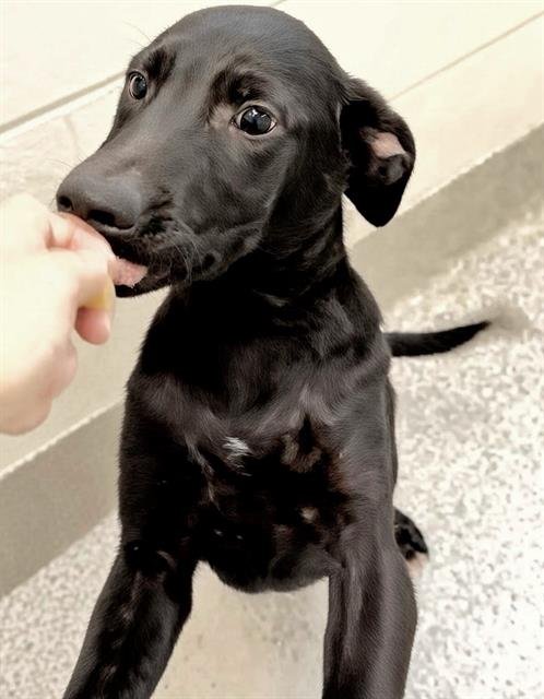 A659261 - Labrador Retriever available for adoption