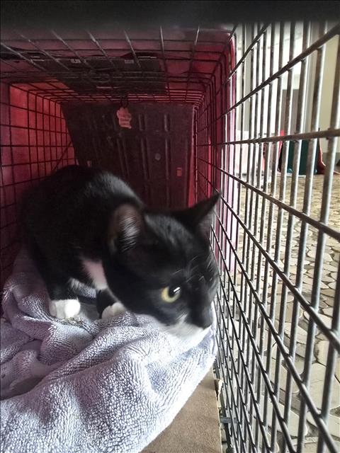 A650545 - Domestic Short Hair available for adoption