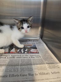 KITTEN 1 - Photo 1