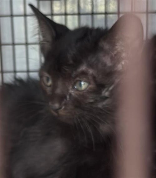 A659565 - Domestic Short Hair available for adoption