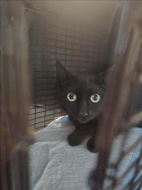A650533 - Domestic Short Hair available for adoption