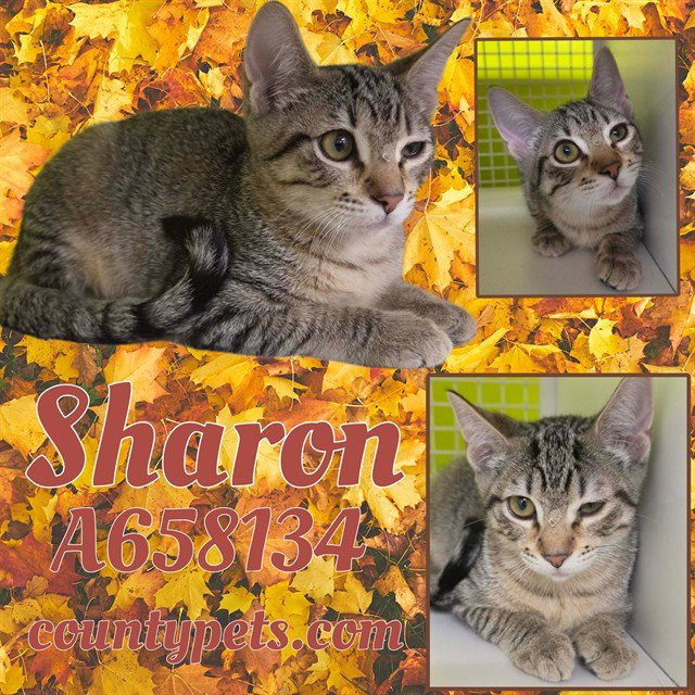 SHARON Image