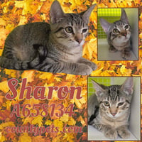 SHARON - Photo 1