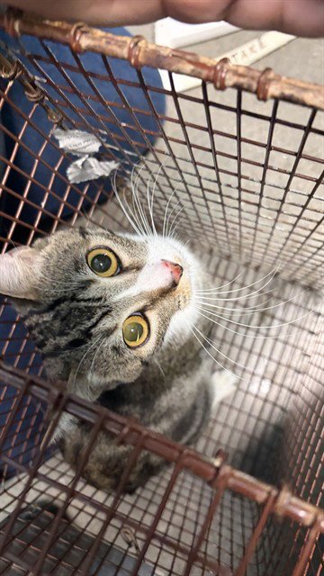 WISKERS - Domestic Short Hair available for adoption