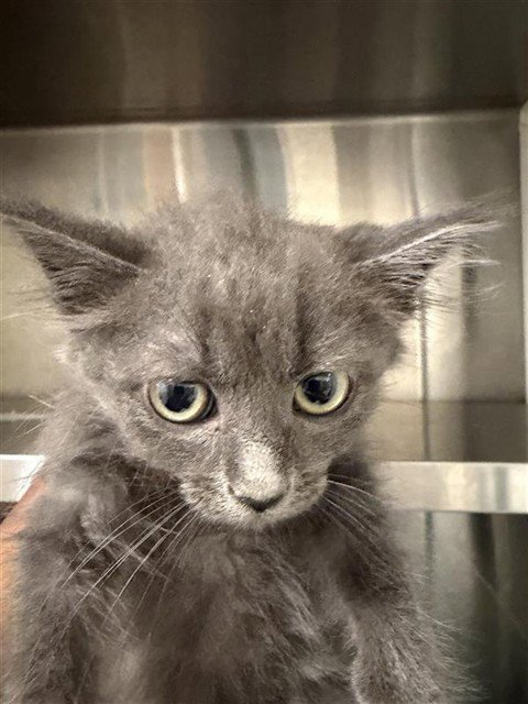 A653377 - Domestic Short Hair available for adoption