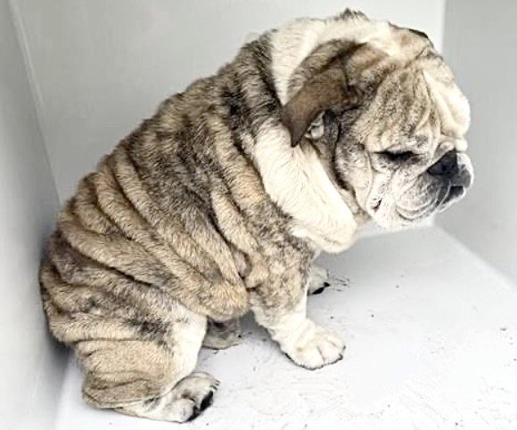 OLAF Image