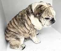 OLAF - Photo 1