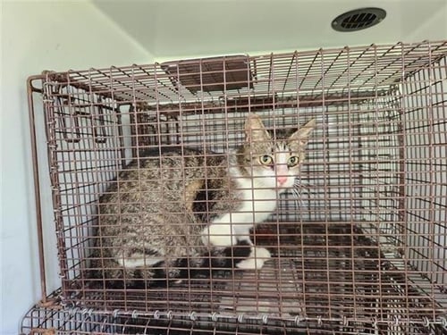 FERN - Domestic Short Hair available for adoption