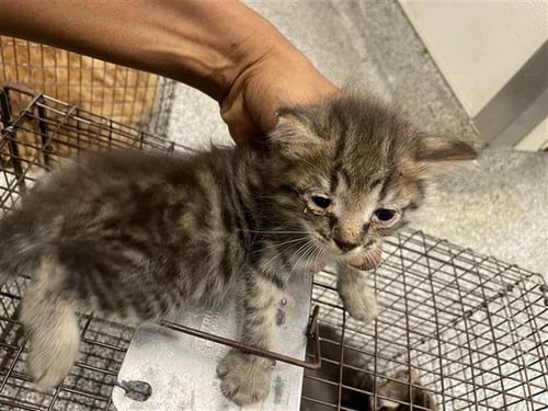 A658536 - Domestic Short Hair available for adoption
