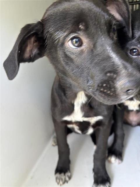 A657645 - Labrador Retriever available for adoption