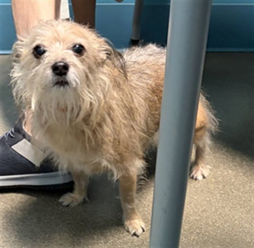 CHARLIE BARKLEY - Yorkshire Terrier Yorkie available for adoption