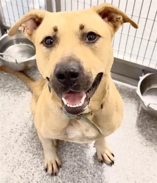 GREGORY - Pit Bull Terrier available for adoption