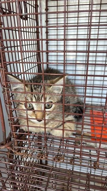 A657770 - Domestic Short Hair available for adoption