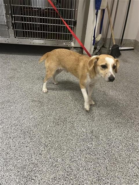 A660627 - Beagle / Basset Hound available for adoption