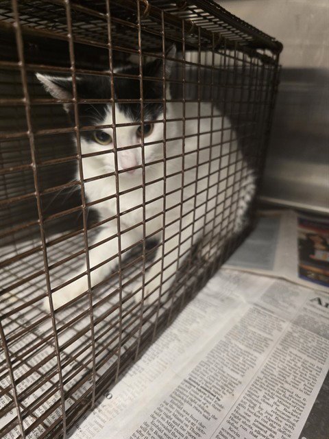 A657530 - Domestic Short Hair available for adoption
