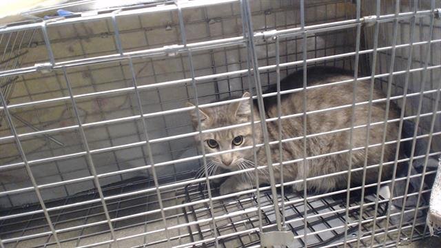 A650570 - Domestic Short Hair available for adoption