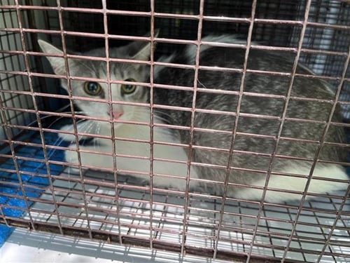 A657248 - Domestic Short Hair available for adoption