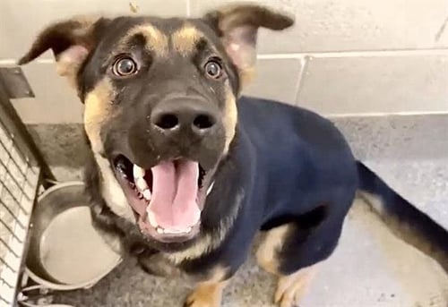 A662205 - German Shepherd Dog available for adoption