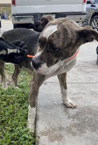 PENNY AKA TIPPY - Staffordshire Bull Terrier available for adoption