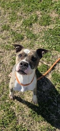 PENNY AKA TIPPY - Photo 1