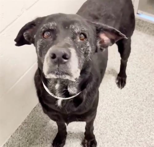 COAL - Labrador Retriever available for adoption