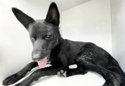 SHADOW - German Shepherd Dog available for adoption