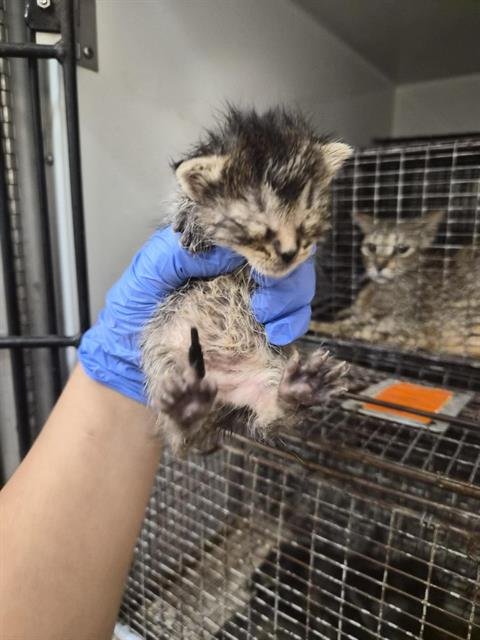 A658817 - Domestic Short Hair available for adoption
