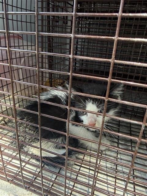 A658506 - Domestic Short Hair available for adoption