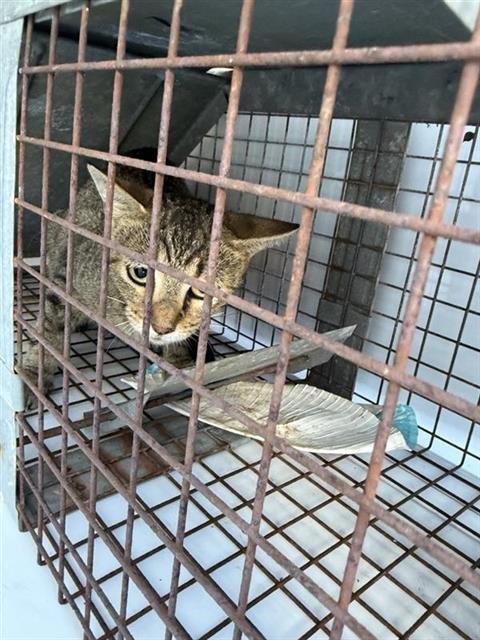 A661637 - Domestic Short Hair available for adoption