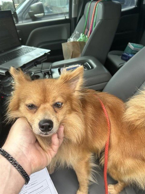 BENJI - Pomeranian / Chow Chow available for adoption