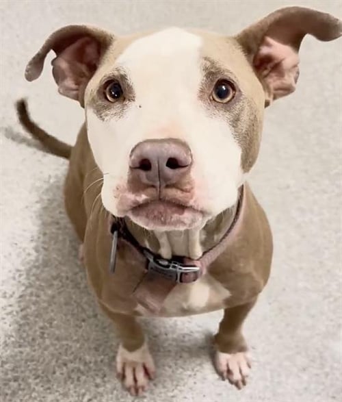 DAISY - Pit Bull Terrier available for adoption