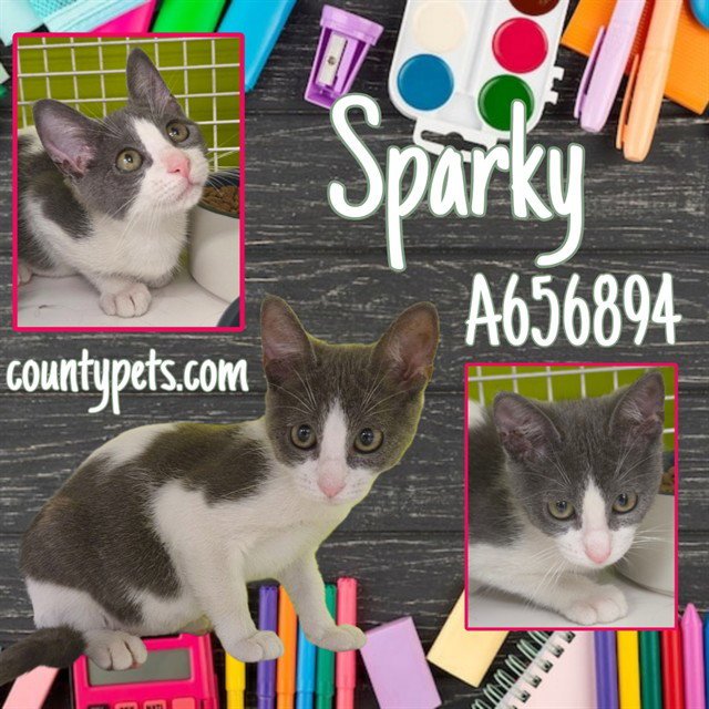 SPARKY Image