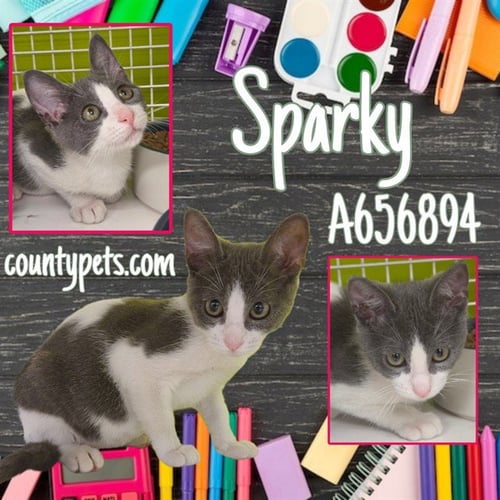 SPARKY - Domestic Short Hair available for adoption