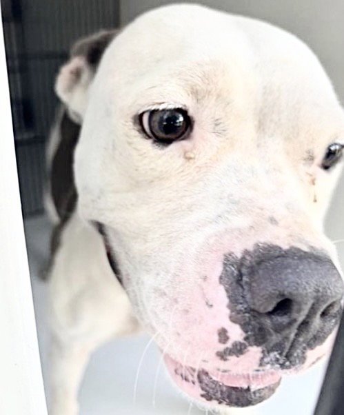 PALOMA - Pit Bull Terrier available for adoption