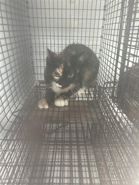 A660912 - Domestic Short Hair available for adoption