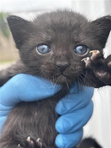 A656262 - Domestic Short Hair available for adoption
